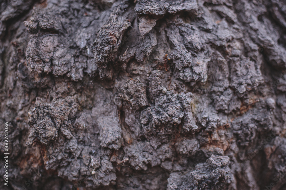 bark of old tree with hard sharpen texture. Stone rocks from fantasy planet