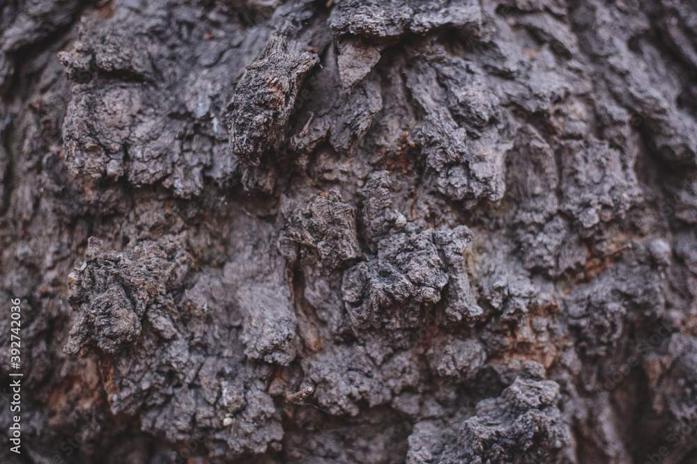 Fototapeta premium bark of old tree with hard sharpen texture. Stone rocks from fantasy planet