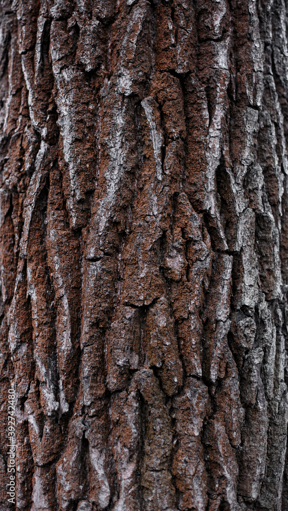 Obraz premium red bark of old tree with hard sharpen texture. Stone rocks from fantasy planet