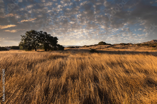 Cloudy morning view of tall...