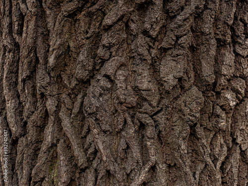 bark of old tree with hard sharpen texture. Stone rocks from fantasy planet