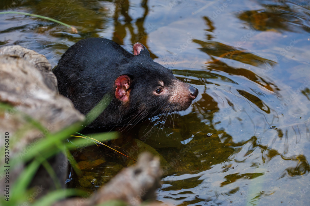 Tasmanian devil, Sarcophilus harrisii, taking a bath. Australian masupial enjoys water in brook. Endangered carnivorous animal with black fur and red ears. Habitat Tasmania, Australia. Tasmanian devil, Sarcophilus harrisii, taking a bath. Australian masupial enjoys water in brook. Endangered carnivorous animal with black fur and red ears. Habitat Tasmania, Australia.