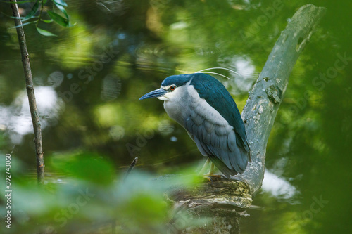Black-crowned night heron, Nycticorax nycticorax, perched on rotten branch above dark lake in green vegetation. Bird in habitat. Wildlife scene from nature. Black-capped or rufous night heron.