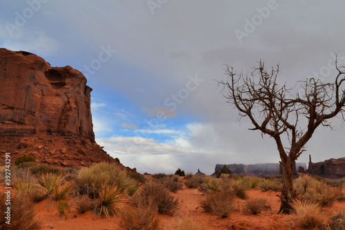 Obraz na płótnie The landscape with a tree, Monument Valley, Utah w salonie