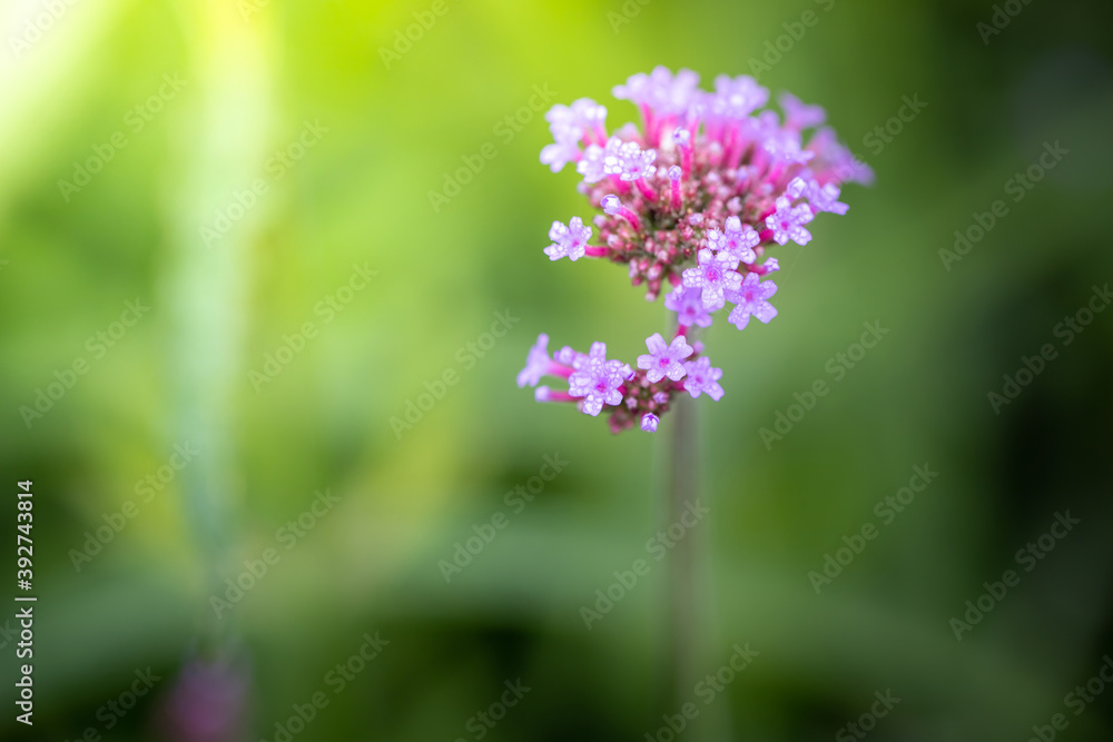 The background image of the colorful flowers The background image of the colorful flowers