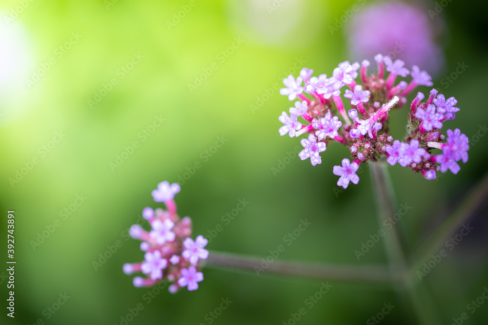 The background image of the colorful flowers The background image of the colorful flowers