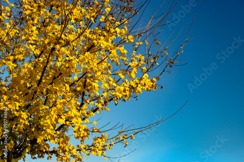 Fototapeta Naklejka Na Ścianę i Meble -  A yellow leaves on an autumn tree on a background of blue sky.