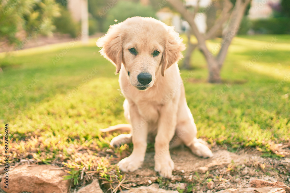 Beautiful and cute golden retriever puppy dog having fun at the park sitting on the green grass. Lovely labrador purebred doggy Beautiful and cute golden retriever puppy dog having fun at the park sitting on the green grass. Lovely labrador purebred doggy