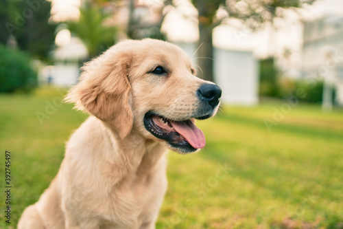 Beautiful and cute golden retriever puppy dog having fun at the park sitting on the green grass. Lovely labrador purebred doggy