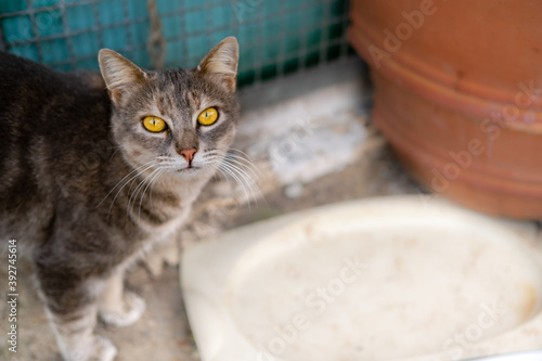 Grey color tabby adult homeless cat in front of empty plate. World Pet Day. Concept image for veterinary clinics, sites about cats adaptation. photo