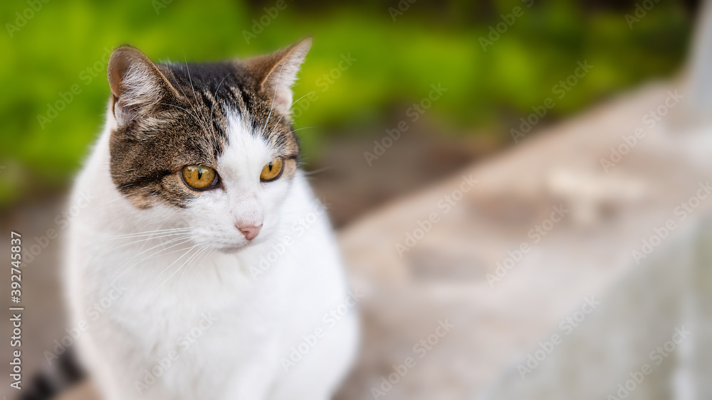 Grey and white color tabby adult homeless cat against street backdrop. World Pet Day. Concept image for veterinary clinics, sites about cats adaptation. Grey and white color tabby adult homeless cat against street backdrop. World Pet Day. Concept image for veterinary clinics, sites about cats adaptation.