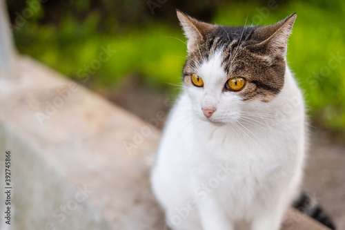 Grey and white color tabby adult homeless cat against street backdrop. World Pet Day. Concept image for veterinary clinics, sites about cats adaptation.