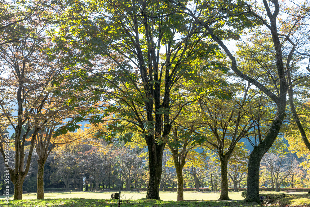 樹木公園のパノラマ風景