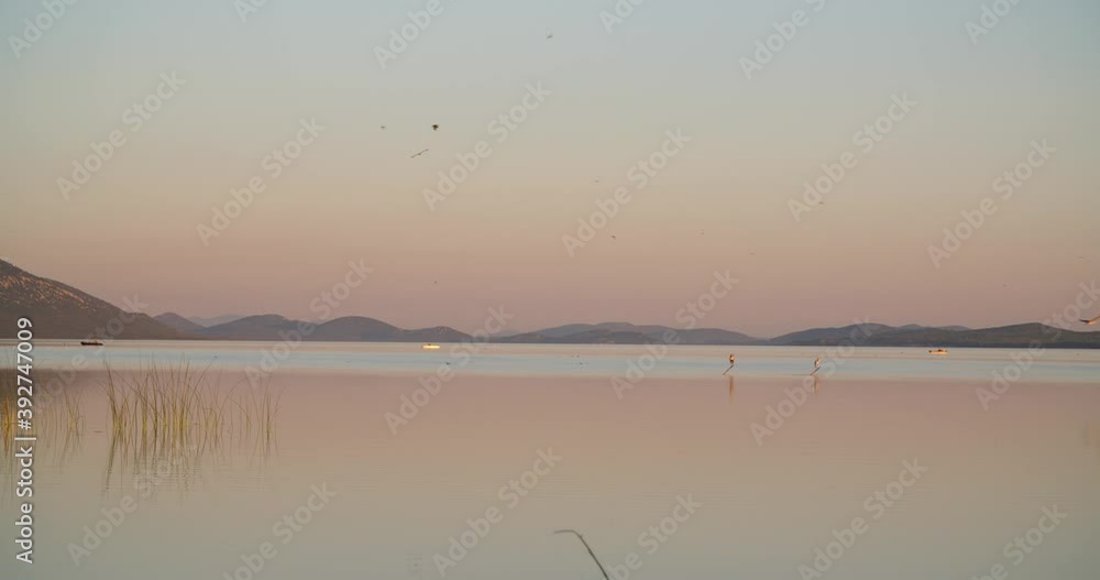 Swallows and other birds at dusk on Vransko jezero in Dalmatia, Croatia Swallows and other birds at dusk on Vransko jezero in Dalmatia, Croatia