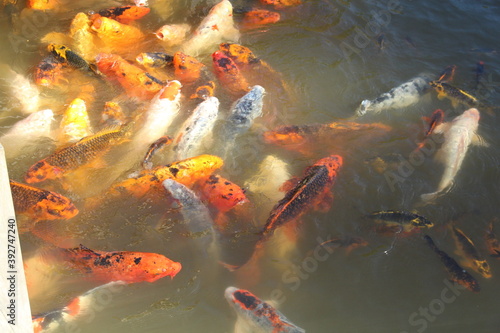 Koi fishes playing. © Claire
