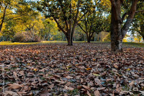 Paisagem de um parque da cidade de São Paulo com muitas folhas cobrindo o chão , árvores e sol ao fundo. 