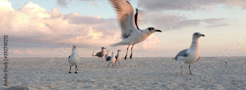 Canvas Print A beautiful seagull taking off from the beach at sunset with a group of seagulls