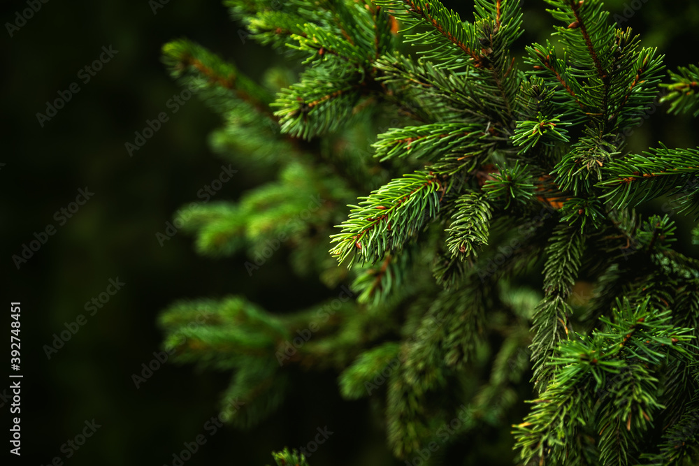 Christmas tree twigs close-up. Christmas tree twigs close-up.