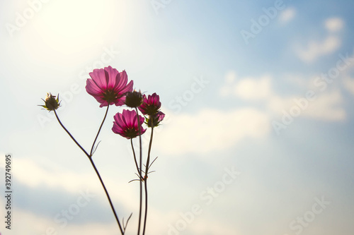 pink cosmos flower