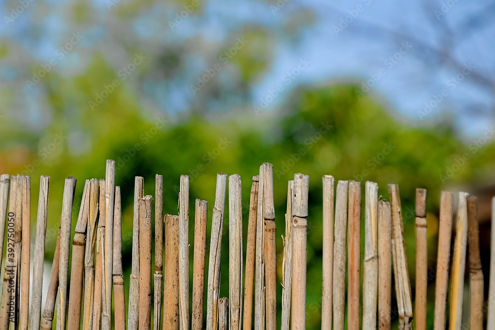 Fototapeta premium A fence made of twigs in the garden..