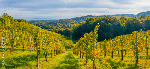 Fototapeta Naklejka Na Ścianę i Meble -  Vineyards along South Styrian Wine Road, a charming region on the border between Austria and Slovenia with green rolling hills, vineyards, picturesque villages and wine taverns. Selective focus