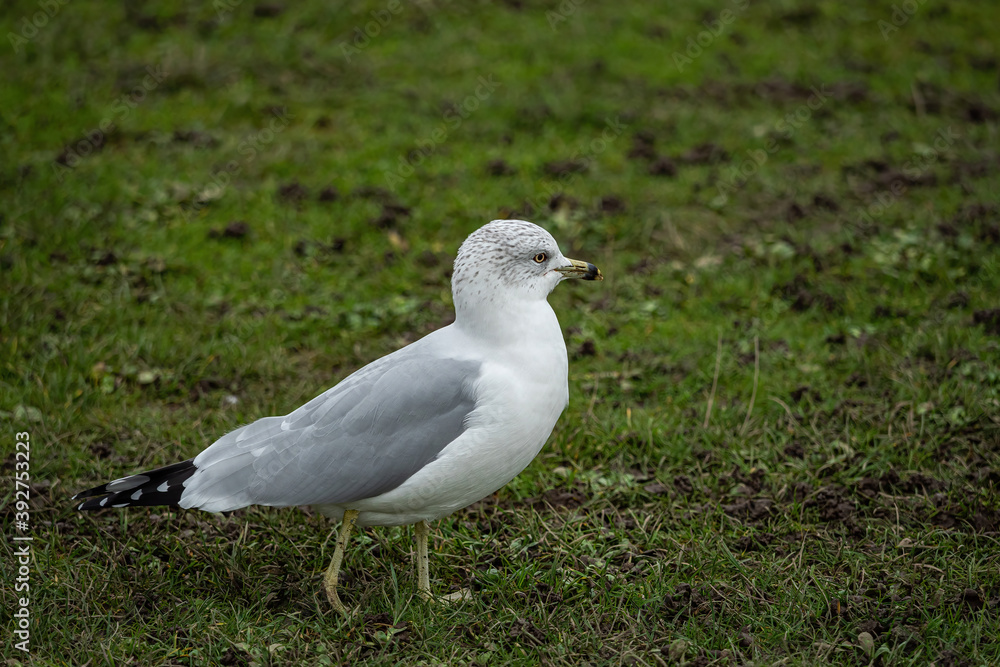 one black tailed seagull walking on the green grass field on an overcast day one black tailed seagull walking on the green grass field on an overcast day