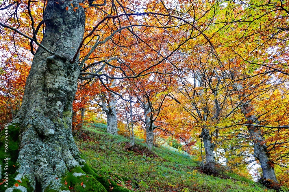 Beautiful view of Italy mountain forest with colorful autumn leaves during autumn in Eremo,The Marche,Italy