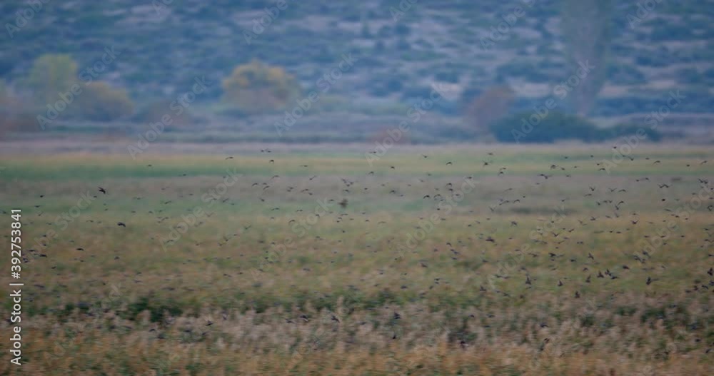 The common starling flock from Vransko jezero The common starling flock from Vransko jezero