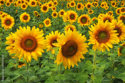 field of sunflowers