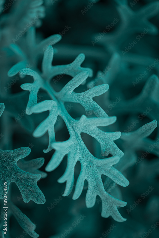 green plant growing in garden, close view green plant growing in garden, close view