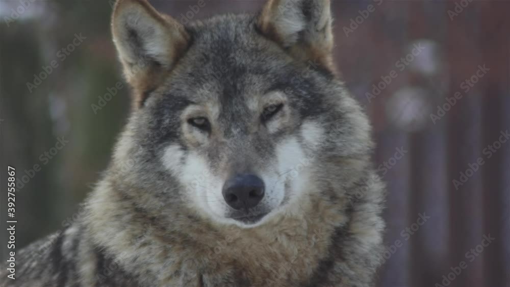 Wolves in the winter time, pack behavior in the snowy forest, on frost when they become tense,cleaned up with video denoiser, slow motion. Wolves in the winter time, pack behavior in the snowy forest, on frost when they become tense,cleaned up with video denoiser, slow motion.