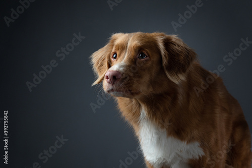 Portrait red dog on a gray background. attentive Nova Scotia Duck Tolling Retriever. Pet in the studio