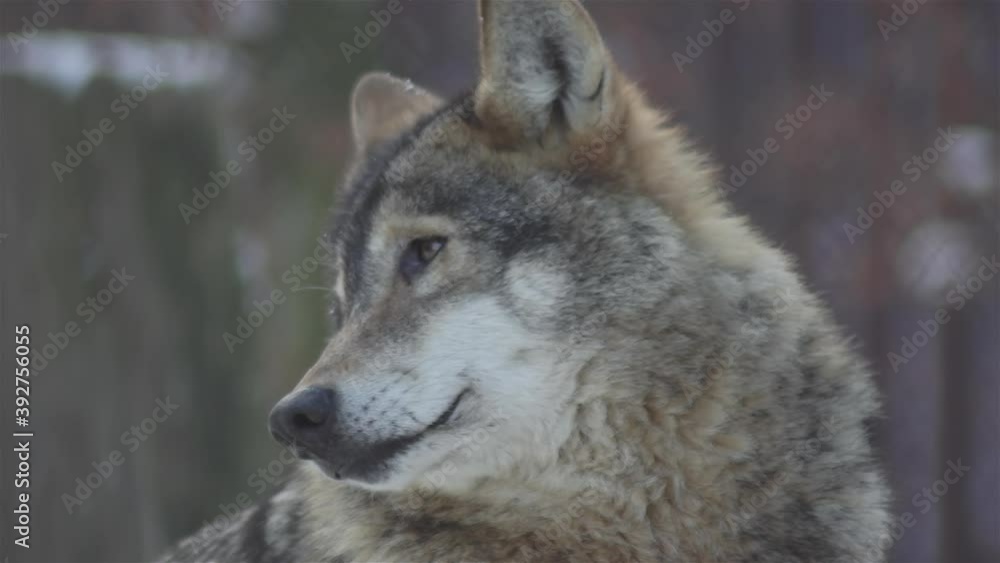Wolves in the winter time, pack behavior in the snowy forest, on frost when they become tense,cleaned up with video denoiser, slow motion. Wolves in the winter time, pack behavior in the snowy forest, on frost when they become tense,cleaned up with video denoiser, slow motion.