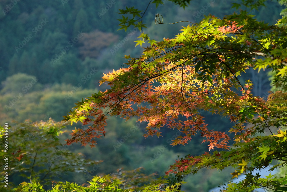 山の紅葉。Orange color leaves in a mountain area, autumn time Japan 