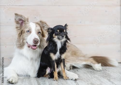 Mini-Chihuahua breed dog sitting next to a red-haired Australian Shepherd dog