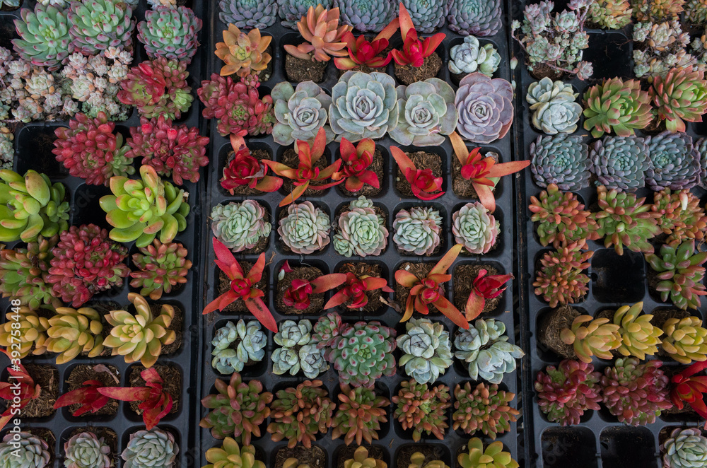 Fototapeta premium Various Type of Succulent Flower in flower market. Miniature succulent plants background. Top view.