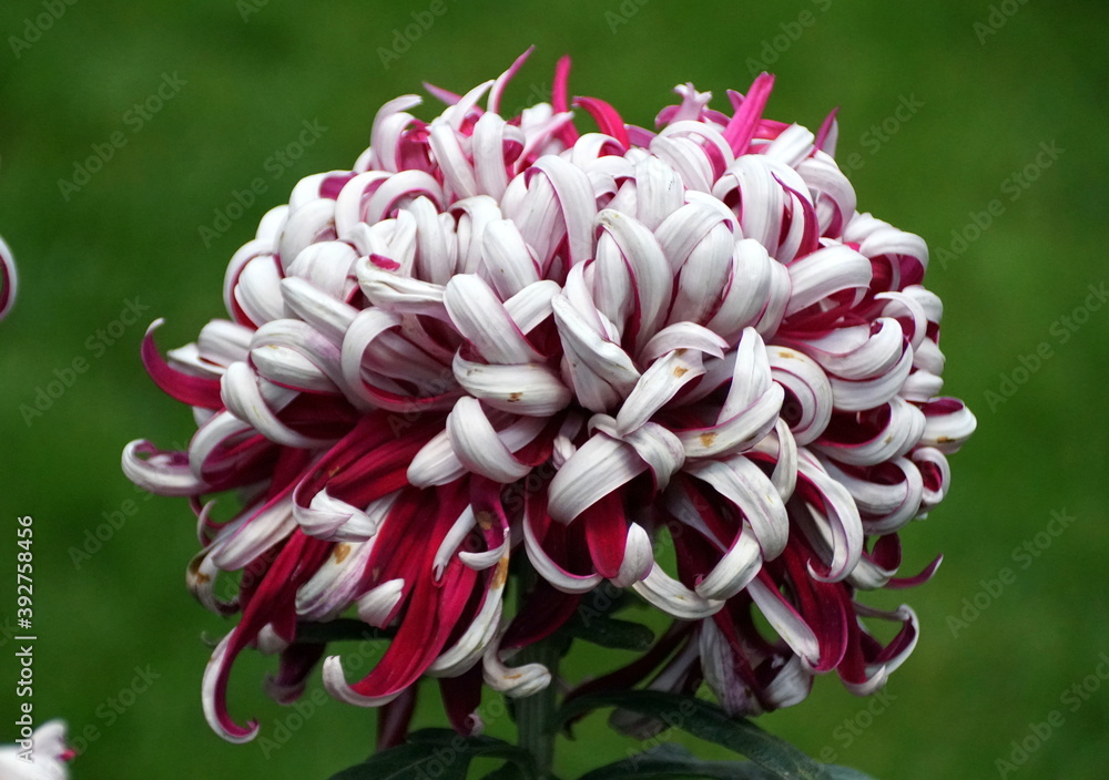 White and dark red color of Chrysanthemum 'Lili Gallon'