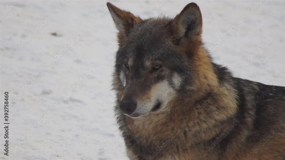 Wolves in the winter time, pack behavior in the snowy forest, on frost when they become tense,cleaned up with video denoiser, slow motion. Wolves in the winter time, pack behavior in the snowy forest, on frost when they become tense,cleaned up with video denoiser, slow motion.