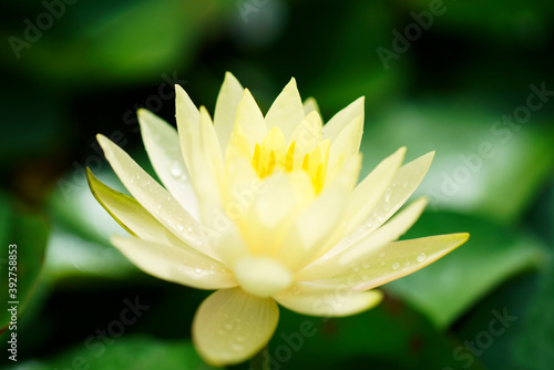 close-up of beautiful lotus