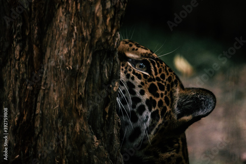 Jaguar climbing tree