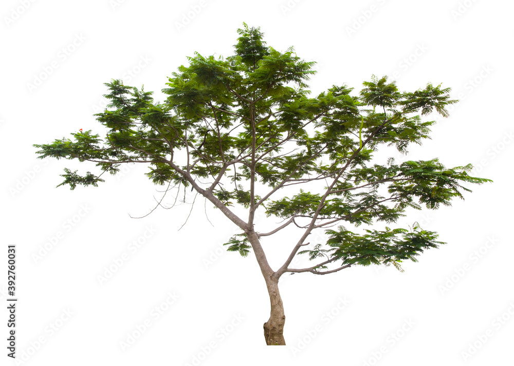 Obraz premium Beautiful green tree.