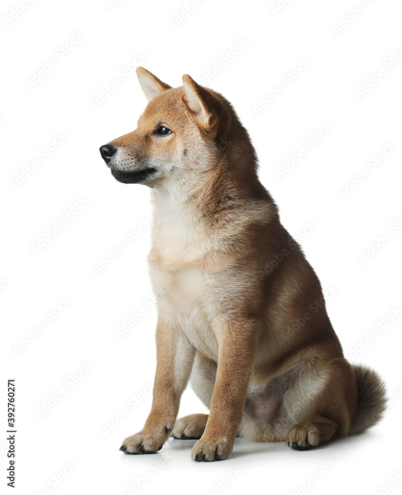 three month old shiba inu puppy. dog on a white background. Pet in the studio