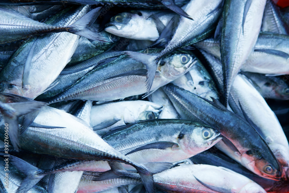 Fototapeta premium fish freshly caught