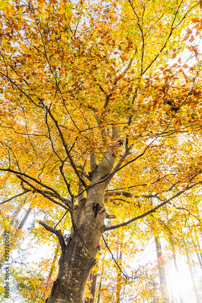 autumn tree in the park autumn tree in the park