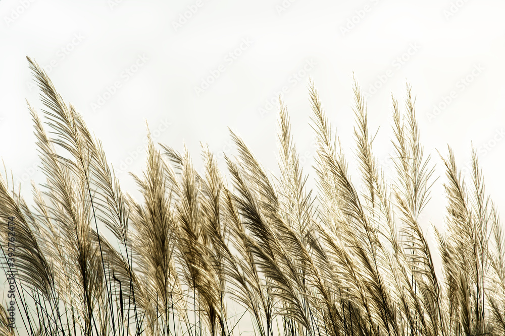 Obraz premium white reeds flower blowing from wind