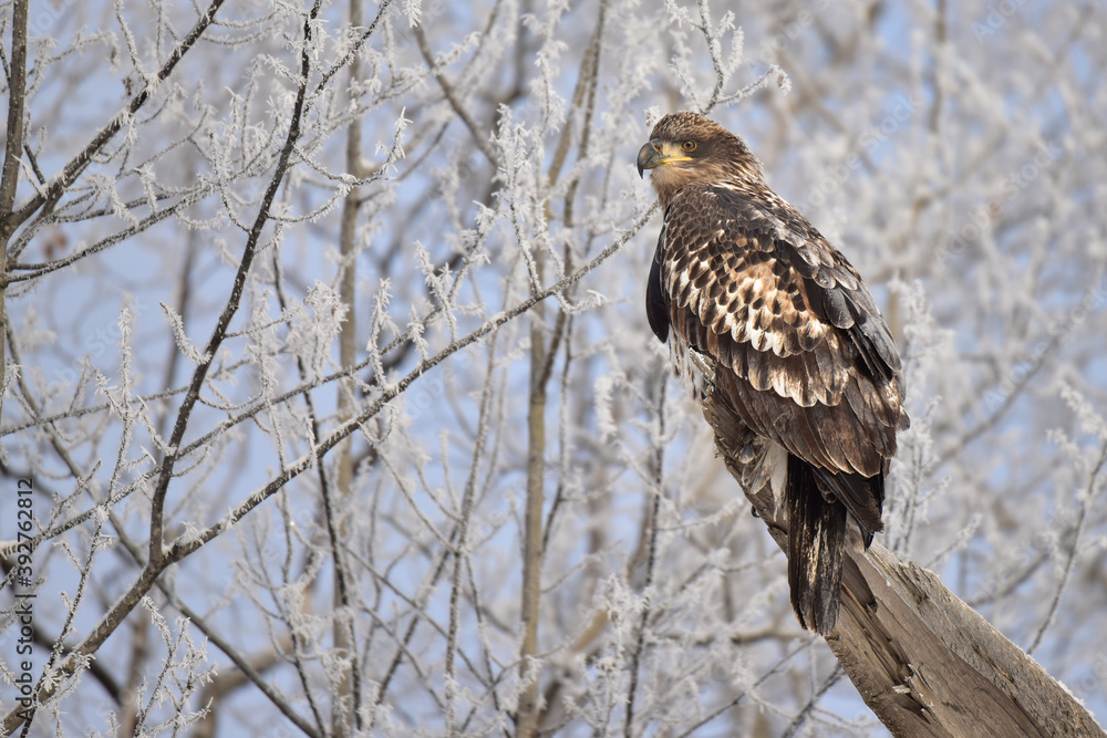 Juvenile American bald eagle in a frosty Alaska landscape Juvenile American bald eagle in a frosty Alaska landscape