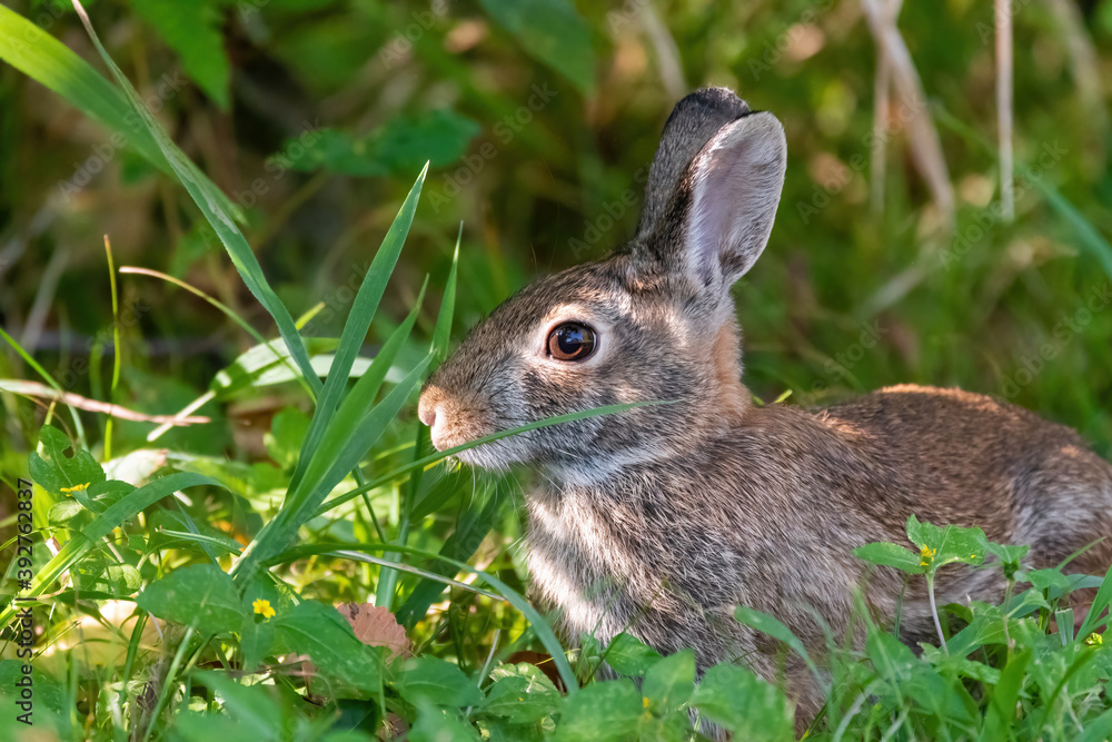 Fototapeta premium Profile of cute Cottontail rabbit hiding in the weeds and grass