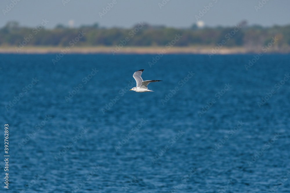 Ring-billed Gull flying by with distant shore on the horizon