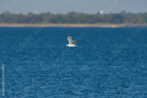 Ring-billed Gull flying by with distant shore on the horizon © Stretch Clendennen