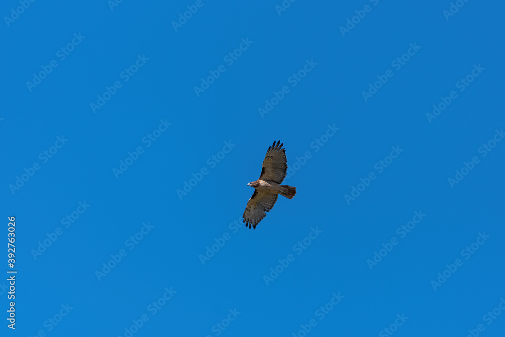 Red-tailed Hawk soaring by in clear blue sky